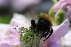 Insekten-Norden-1.6.2019-1