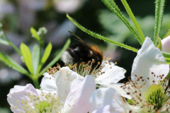Insekten-Norden-1.6.2019-10