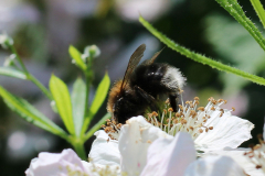 Insekten-Norden-1.6.2019-11