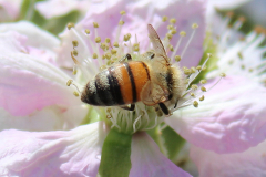 Insekten-Norden-1.6.2019-12