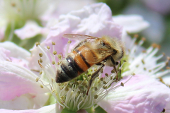 Insekten-Norden-1.6.2019-13