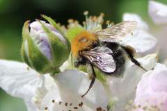 Insekten-Norden-1.6.2019-14