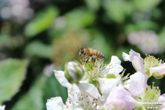 Insekten-Norden-1.6.2019-15