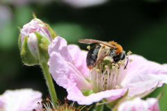 Insekten-Norden-1.6.2019-16