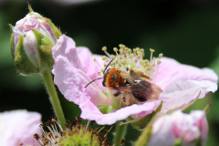 Insekten-Norden-1.6.2019-17