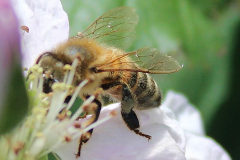 Insekten-Norden-1.6.2019-18