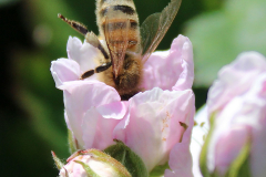 Insekten-Norden-1.6.2019-19