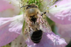 Insekten-Norden-1.6.2019-2