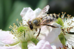 Insekten-Norden-1.6.2019-20
