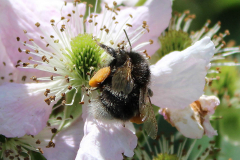 Insekten-Norden-1.6.2019-21