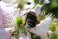 Insekten-Norden-1.6.2019-22