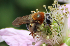 Insekten-Norden-1.6.2019-23
