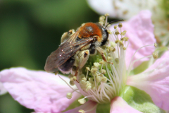 Insekten-Norden-1.6.2019-24
