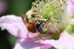 Insekten-Norden-1.6.2019-25