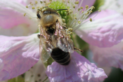 Insekten-Norden-1.6.2019-3