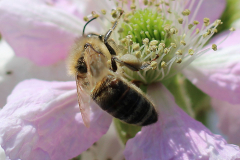 Insekten-Norden-1.6.2019-4