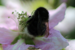 Insekten-Norden-1.6.2019-5