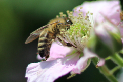 Insekten-Norden-1.6.2019-6