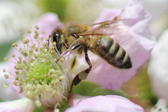 Insekten-Norden-1.6.2019-7