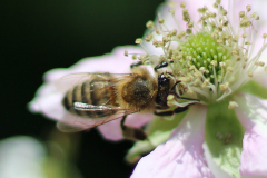 Insekten-Norden-1.6.2019-8