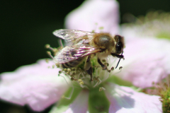 Insekten-Norden-1.6.2019-9