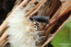 Natur-Norden-25.5.2019-4