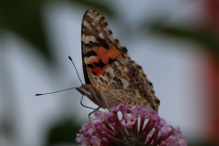 Schmetterlinge-Warfenweg-Norden-26.7.2019-1