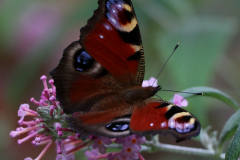 Schmetterlinge-Warfenweg-Norden-26.7.2019-10