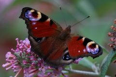Schmetterlinge-Warfenweg-Norden-26.7.2019-12