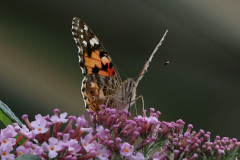 Schmetterlinge-Warfenweg-Norden-26.7.2019-14