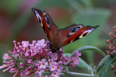 Schmetterlinge-Warfenweg-Norden-26.7.2019-6