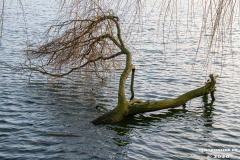 Kiessee-Großheide-Januar-2020-26.1.2020-22