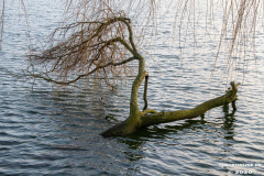 Kiessee-Großheide-Januar-2020-26.1.2020-22