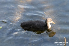 Kiessee-Kurpark-Berum-Hage-Ostfriesland-4.6.2023-10