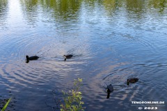 Kiessee-Kurpark-Berum-Hage-Ostfriesland-4.6.2023-13
