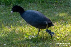 Kiessee-Kurpark-Berum-Hage-Ostfriesland-4.6.2023-23