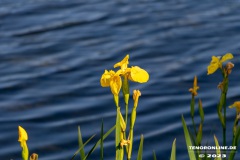 Kiessee-Kurpark-Berum-Hage-Ostfriesland-4.6.2023-41