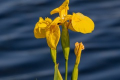 Kiessee-Kurpark-Berum-Hage-Ostfriesland-4.6.2023-42