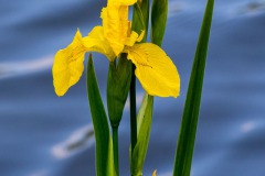 Kiessee-Kurpark-Berum-Hage-Ostfriesland-4.6.2023-5