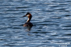 Kiessee-Kurpark-Berum-Hage-Ostfriesland-4.6.2023-66