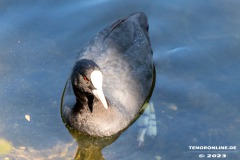 Kiessee-Kurpark-Berum-Hage-Ostfriesland-4.6.2023-7