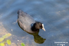 Kiessee-Kurpark-Berum-Hage-Ostfriesland-4.6.2023-8