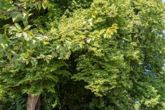 Linteler-Strasse-Stadt-Norden-15.6.2023-99