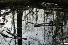 Linteler Wäldchen-Wald 17.2.19-10