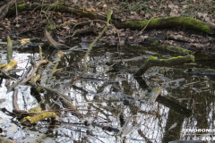 Linteler Wäldchen-Wald 17.2.19-12