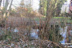 Linteler Wäldchen-Wald 17.2.19-15