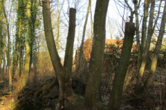 Linteler Wäldchen-Wald 17.2.19-16