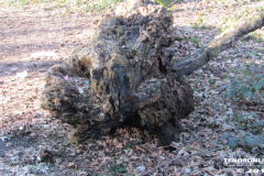Linteler Wäldchen-Wald 17.2.19-18