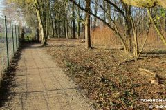 Linteler Wäldchen-Wald 17.2.19-2