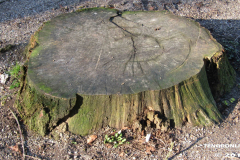 Linteler Wäldchen-Wald 17.2.19-23